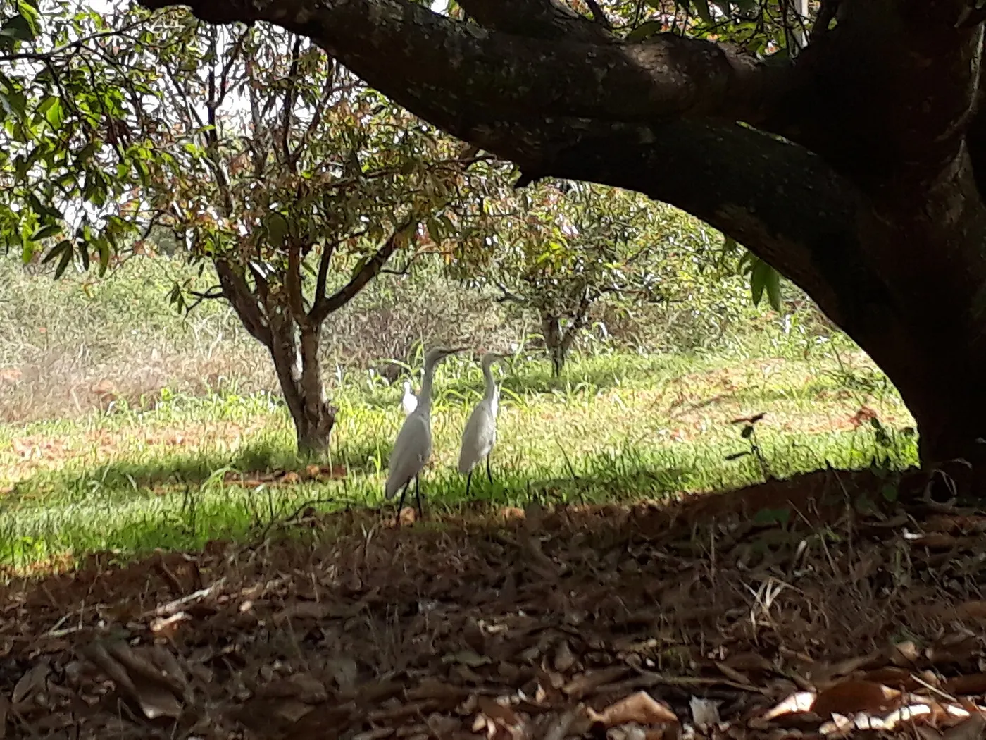 Established Mango Orchard