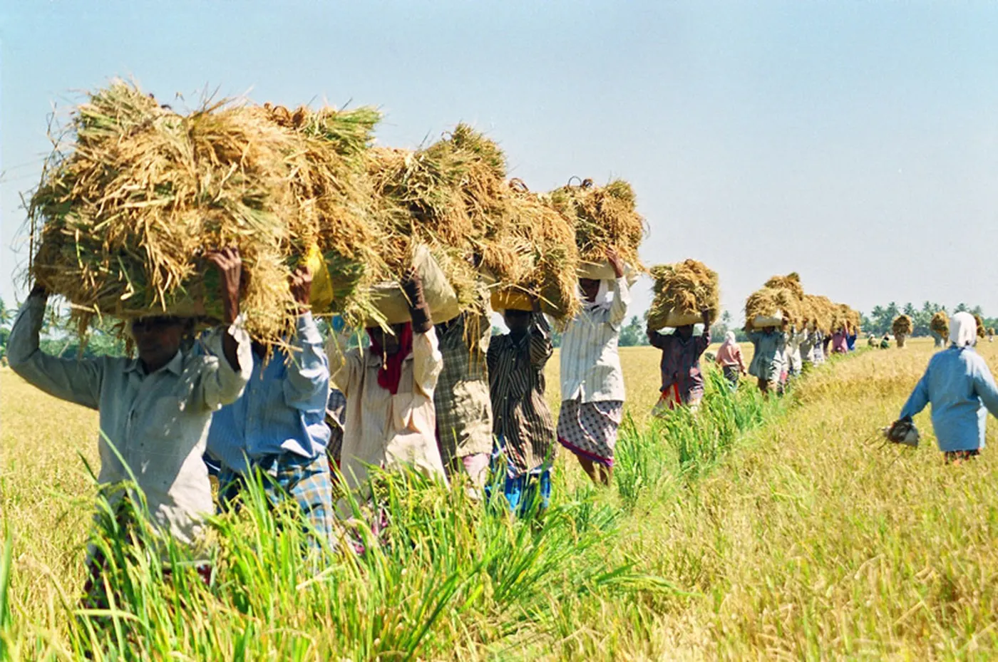 Farmer in field